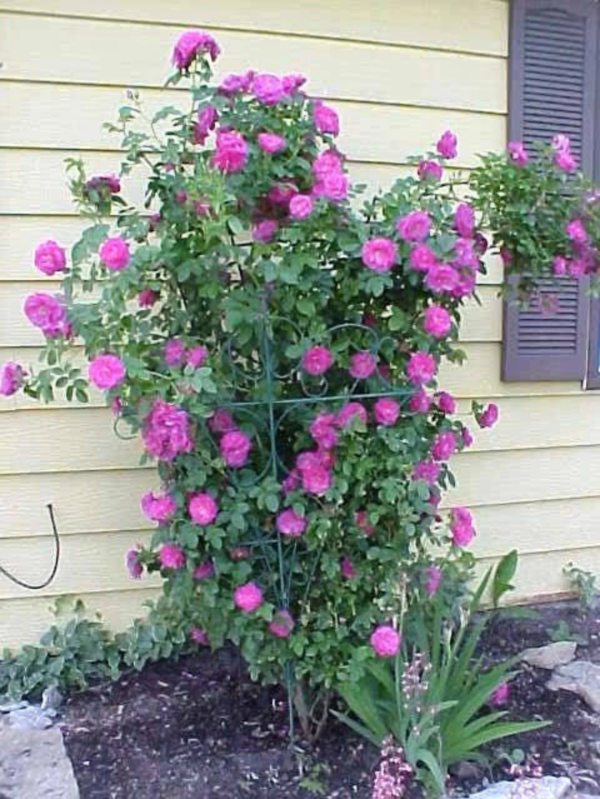 5 Purple Climbing Rose Flower Seeds, Fragrant Rosa Bush Vine for Butterfly Gardens