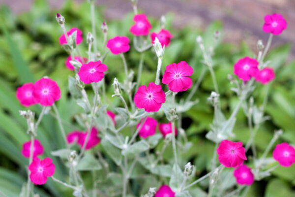200 Organic Rose Campion Flower Seeds, Magenta Silver Catchfly - Image 5