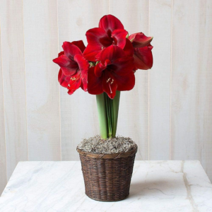 Large Dutch Red Amaryllis Bulb Potted in Brown Woven Basket (H103)