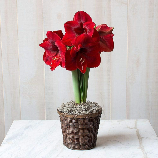 Large Dutch Red Amaryllis Bulb Potted in Brown Woven Basket (H103)