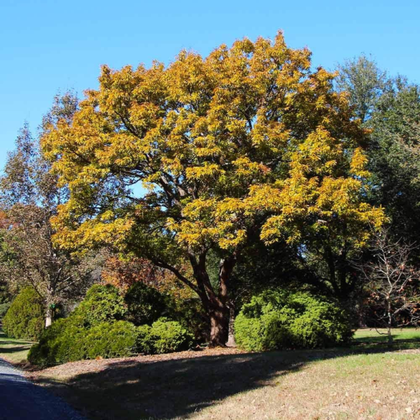 - Sawtooth Oak Tree, Beautiful Foliage with a Flowering Shape - No Shipping to AZ (4-5 Ft) - Image 3