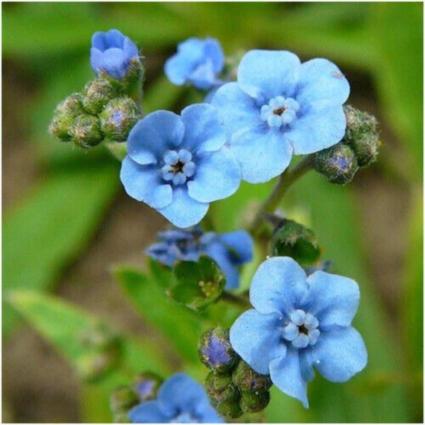 Flower Seeds - Non GMO -Variety Packs -Fresh -USA Grown Seeds - Image 50