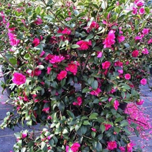 Alabama Beauty Pink Camellia Sasanqua - Live Plant - Full Gallon Pot