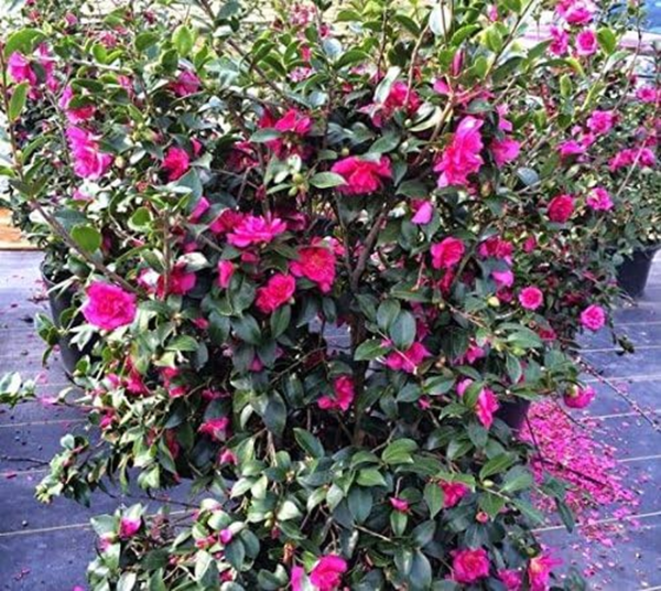 Alabama Beauty Pink Camellia Sasanqua - Live Plant - Full Gallon Pot