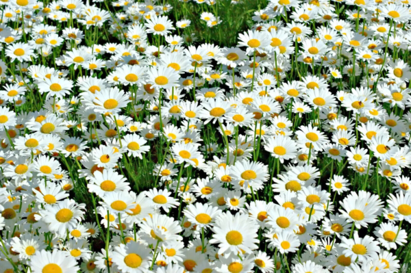 Flower Seeds - Non GMO -Variety Packs -Fresh -USA Grown Seeds - Image 112