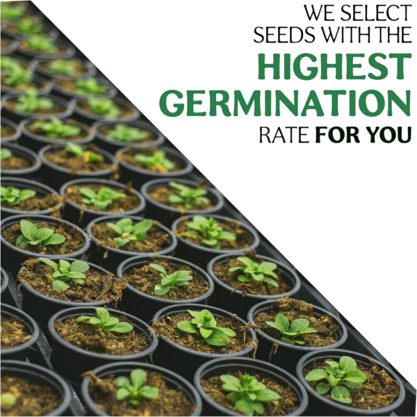 15 Herb Seeds Variety Pack - 4500+ Non-Gmo Heirloom Seeds for Planting Hydroponic Indoor or Outdoor Home Garden - Lavender, Parsley, Cilantro, Basil, Thyme, Mint, Rosemary, Dill & More - Image 4