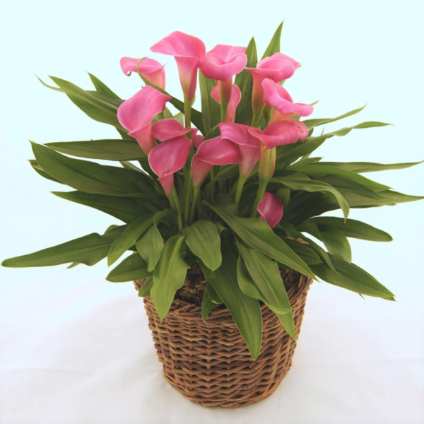 Calla Lily 'Garnet Glow' Plant Bulbs (3 Pack) - Bright Pink Flowering Blooms in Summer Gardens - Image 3