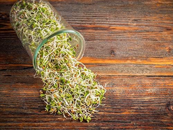 - Organic Radish Seeds for Sprouting, 3 Pounds Non-Gmo, Edible Seeds, Pure, Vegan, Kosher, Bulk. Spicy Flavor. Rich in Vitamin C. High Germitation Rate. - Image 6