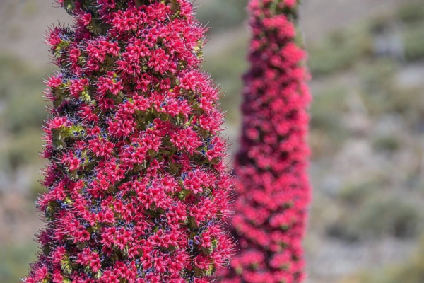 Tower of Jewels 25 Red Bugloss Flower Seeds, Maroon and Ruby Red Blooms - Image 7