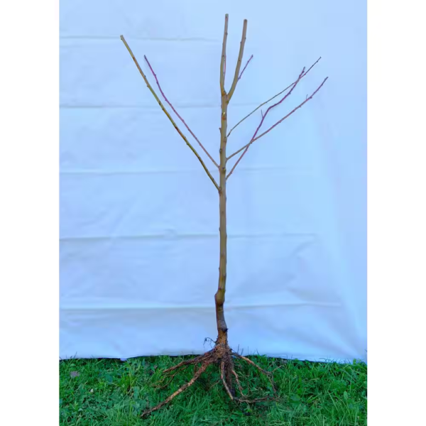 Dwarf Honeycrisp Apple Tree Bare Root - Image 2