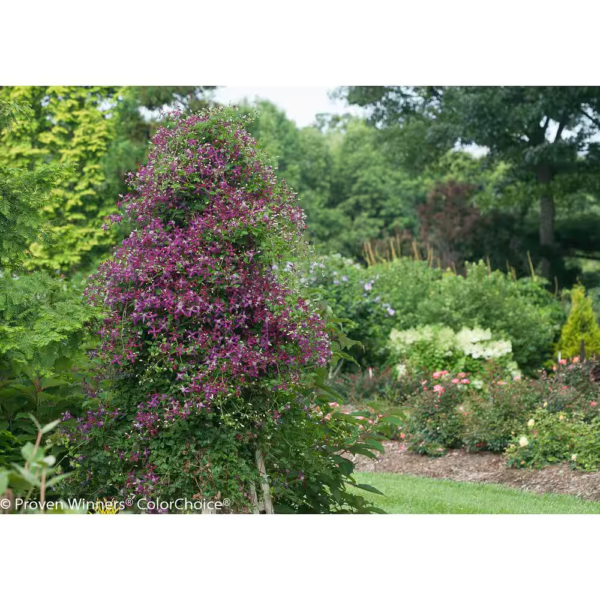 4.5 In. Qt. Sweet Summer Love (Clematis) Live Shrub, Red-Purple Flowers - Image 8