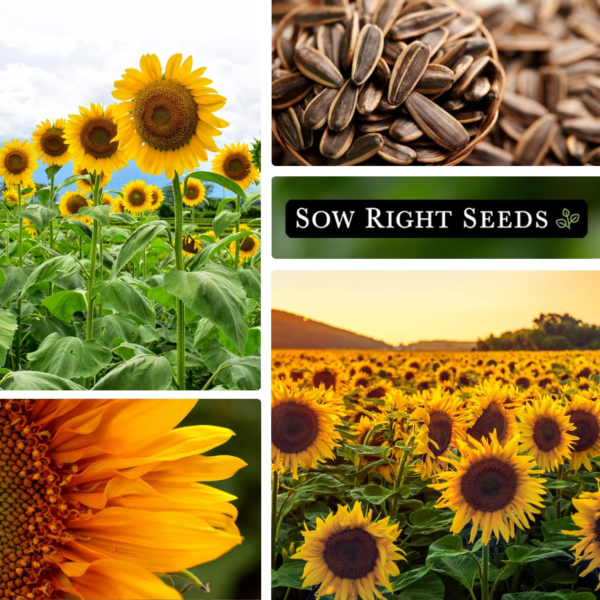 - Mammoth Sunflower Seeds to Plant - Grow Giant Sunflowers in Your Garden - Non-Gmo Heirloom Seeds for Planting an Outdoor Garden - Bright Yellow Blooms - Attract Bees and Birds (3) - Image 4
