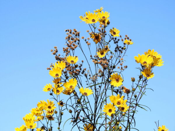 100 Swamp Sunflower Plant Seeds, Attracts Bees and Butterflies - Image 5