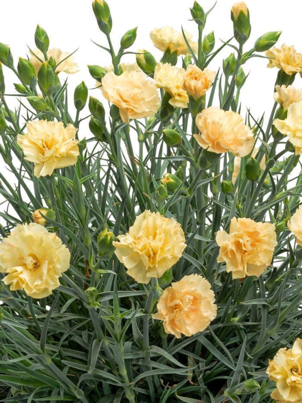 Flower Seeds - Non GMO -Variety Packs -Fresh -USA Grown Seeds - Image 56