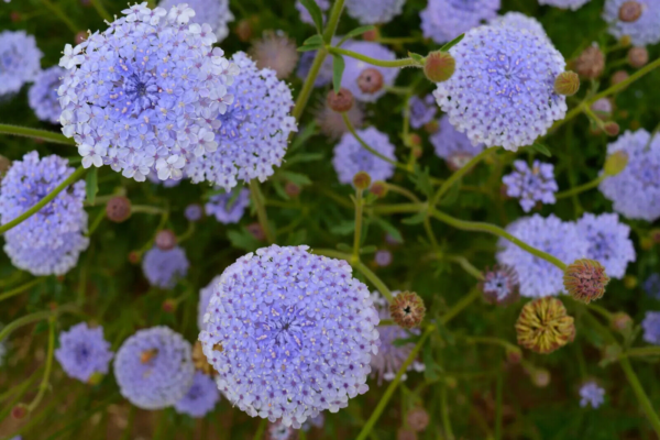 Flower Seeds - Non GMO -Variety Packs -Fresh -USA Grown Seeds - Image 65