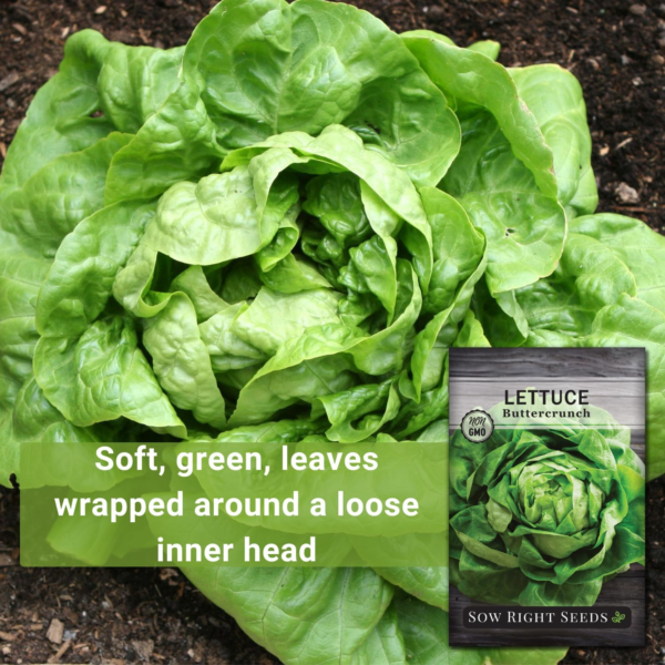- Buttercrunch Lettuce Seeds for Planting - Non-Gmo Heirloom Packet with Instructions to Plant a Home Vegetable Garden - Outdoors or Hydroponics Indoors - Heat Tolerant Variety (1) - Image 3