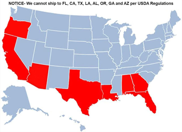 - Blood Orange Tree, 3-4 Ft, Live Trees, No Shipping to AZ, AL, CA, FL, GA, LA, TX, OR - Image 4