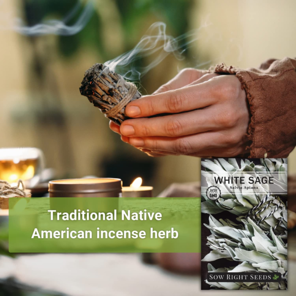 - White Sage Seed for Planting - Non-Gmo Heirloom Packet with Instructions for Planting and Growing a Home Herb Garden - Indoors or Outdoors - Make Your Own Herbal Incense (1) - Image 5