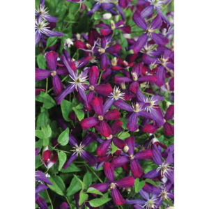 4.5 In. Qt. Sweet Summer Love (Clematis) Live Shrub, Red-Purple Flowers