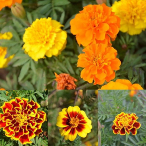 Heirloom Petite French Marigold Mix Seeds - Tagetes Patula - 2K Seeds, 1/4 Oz - B326