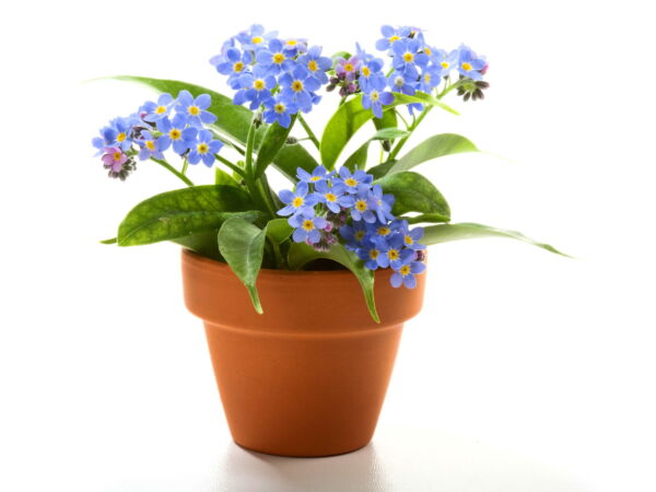 500 Blue FORGET ME NOT Myosotis Sylvatica Shade or Sun Perennial Flower Seeds - Image 2