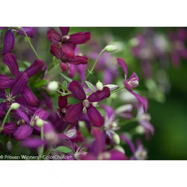 4.5 In. Qt. Sweet Summer Love (Clematis) Live Shrub, Red-Purple Flowers - Image 7