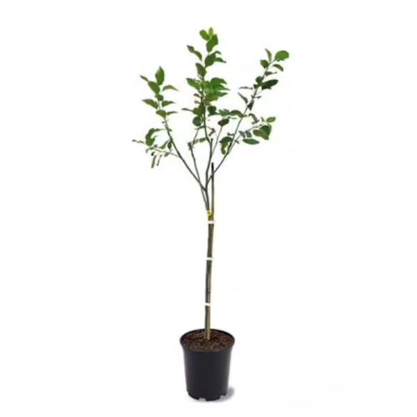 3 Ft. Honeycrisp Apple Tree with Large Delicioulsy Sweet Fruit Perfect for Eating Fresh - Image 3