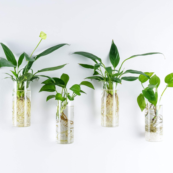 Glass Planter Terrarium Plant Propagation Station Wall Hanging for Home Office Decor, Medium Cylinder, 2 Pack - Image 6
