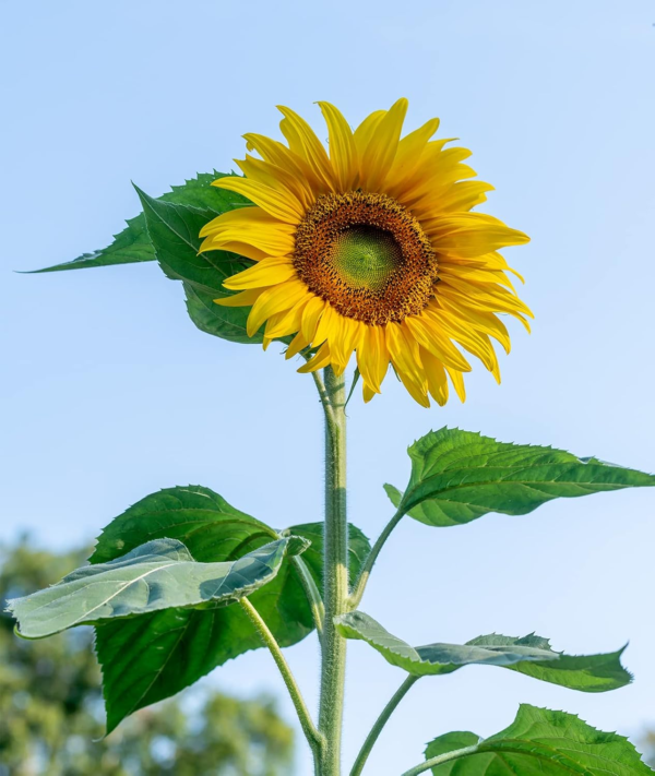 Mammoth Russian Sunflower Seeds 200 Seeds - Image 5