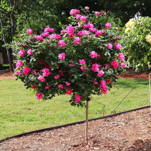 - Pink Knock Out Rose Tree, 2-3 Ft. - No Shipping to AZ - Image 7