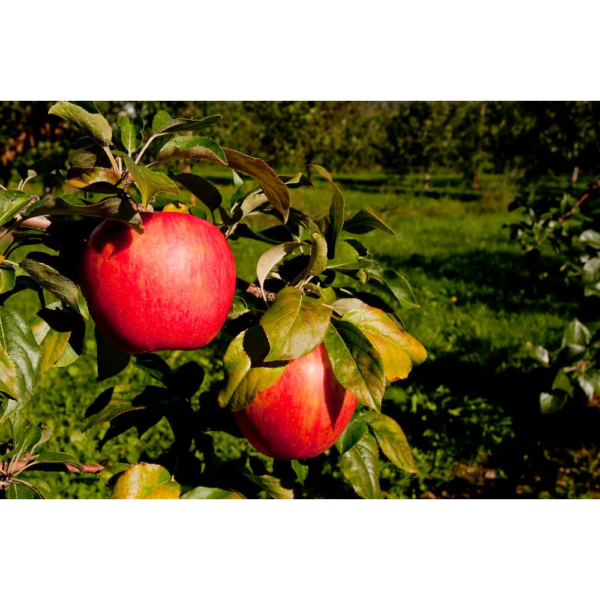 Dwarf Honeycrisp Apple Tree Bare Root - Image 4