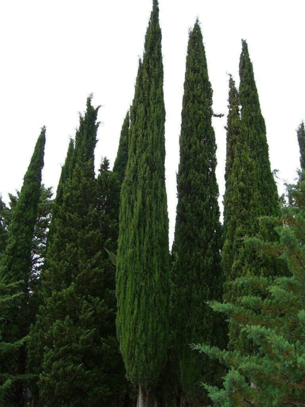 20 MEDITERRANEAN CYPRESS TREE Green Spire / Pencil Pine / Indian Cedar Cupressus Sempervirens Stricta Seeds - Image 7