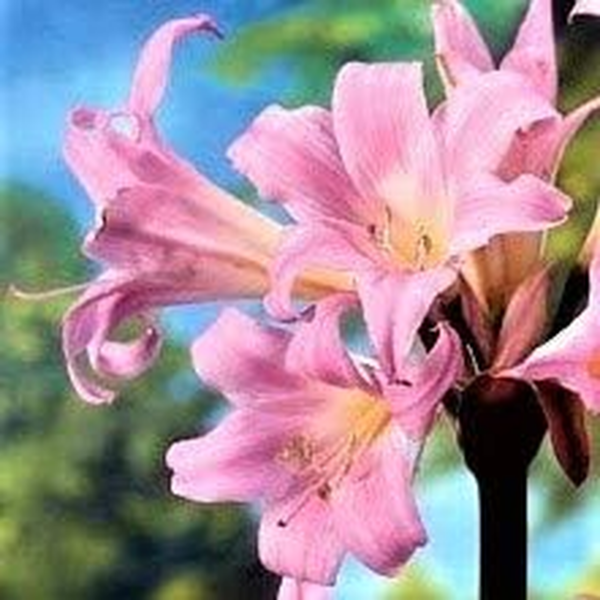 Amaryllis Belladonna Lily Plant Bulbs (3 Pack) - Fragrant Pink Flowering Blooms in Late Summer to Fall Gardens - Image 6