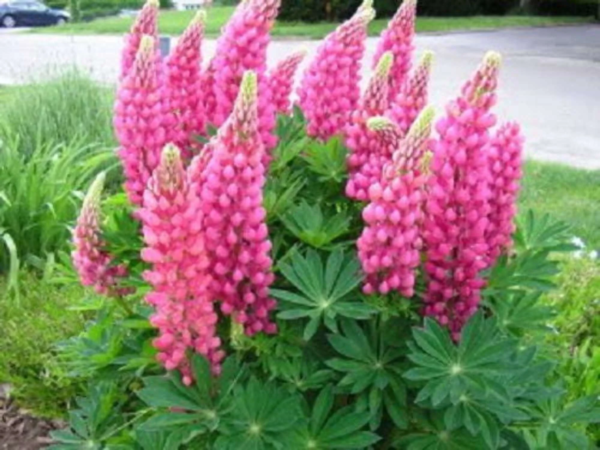 Seedville 75 Russell Lupine Flower Seeds, Mixed Colors & Attracts Pollinators - Image 5