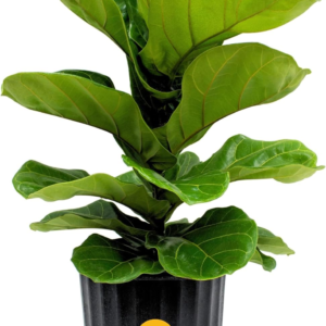 Fiddle Leaf Fig, Live Indoor Floor Plant, Ficus Lyrata Tropical Houseplant Potted in Potting Soil with Grow Pot, Gardening, New Home Gift, Room Décor, 1-2 Feet Tall