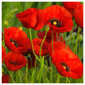 - 1 Lb Red Poppy Garden Flower Seeds - Gold Vault Bulk Seed Packet