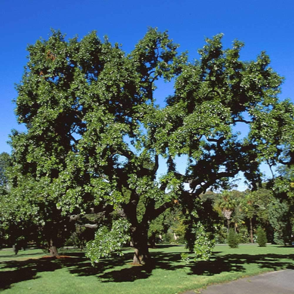 - Sawtooth Oak Tree, Beautiful Foliage with a Flowering Shape - No Shipping to AZ (4-5 Ft) - Image 2