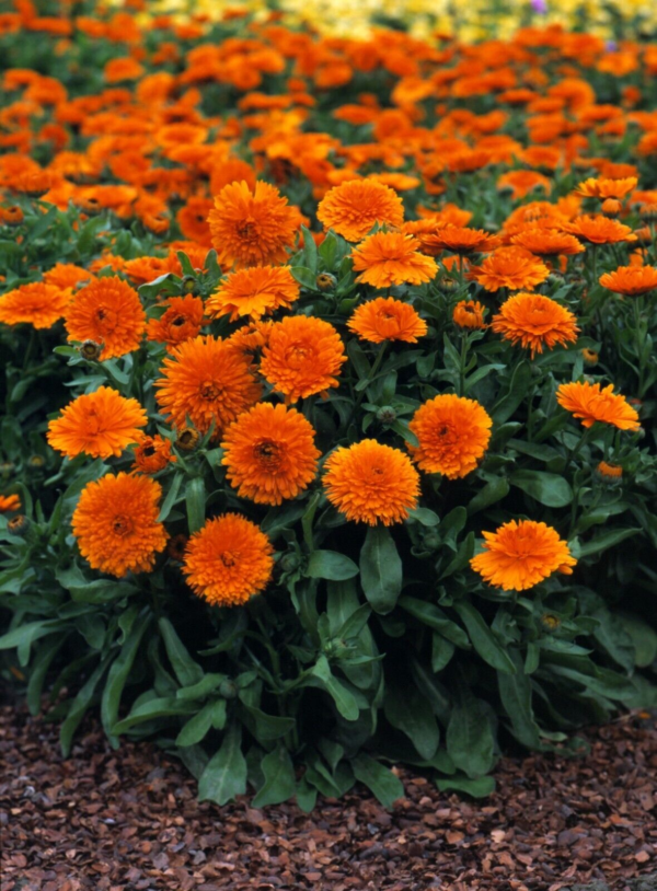 Flower Seeds - Non GMO -Variety Packs -Fresh -USA Grown Seeds - Image 21