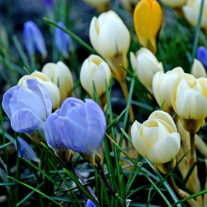 Crocus 'Chrysanthus Mix' Plant Bulbs (60 Pack) - Mixed Violet, Yellow, & White Flowering Blooms in Early Spring Gardens