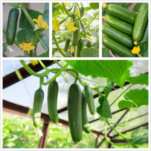 Sweet Gherkin Cucumber Seeds 70+ Cucumis Sativus Fruit Vegetables Fresh Vine Seeds for Home Garden Outdoor Yard Farm Planting