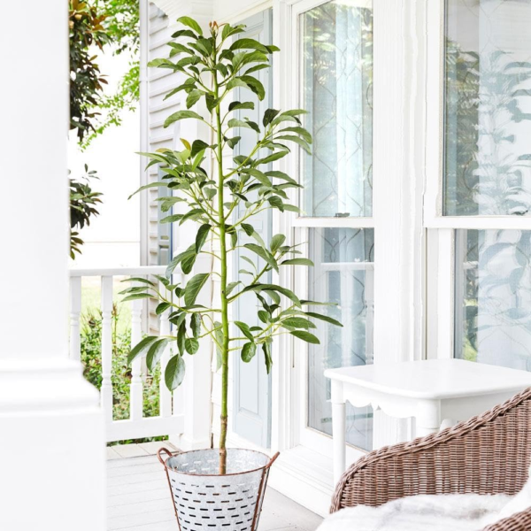 - Cold Hardy Avocado Tree, 2-3 Ft. - No Shipping to AZ and OR - Image 3