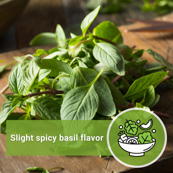- Sweet Large Leaf Thai Basil Seed for Planting - Non-Gmo Heirloom Packet with Instructions to Plant a Kitchen Herb Garden - Indoors or Outdoor - Great for Hydroponic Growing (1) - Image 5