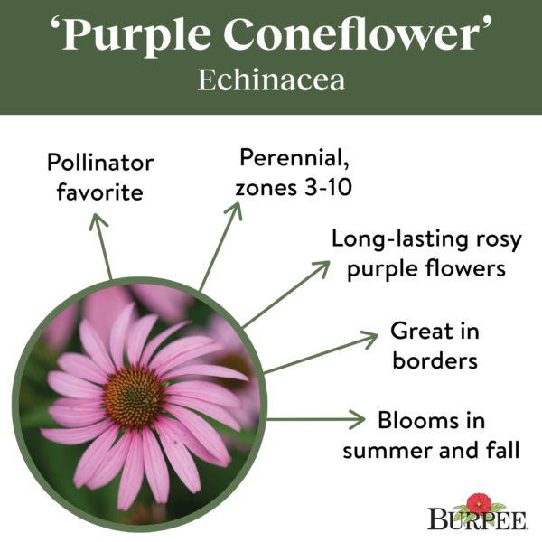 Purple Coneflower Echinacea Seeds - Non-Gmo, Attracts Pollinators, Perennial Flower Seeds, 300Mg, 1-Pack - Image 5