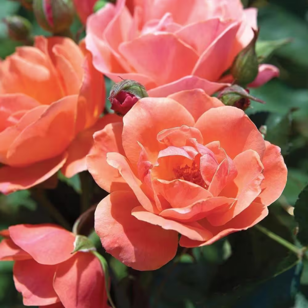 2 Gal. Coral  Rose Bush with Brick Orange to Pink Flowers - Image 2