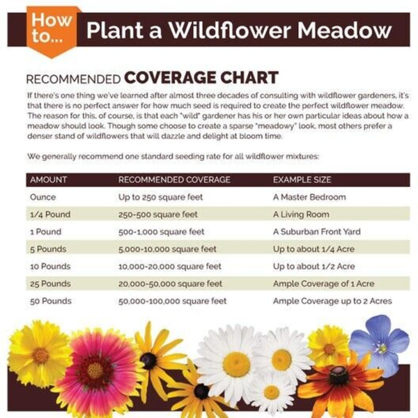 SHASTA DAISY Chrysanthemum Perennial Heirloom Flower Meadow Non-Gmo 500 Seeds! - Image 6