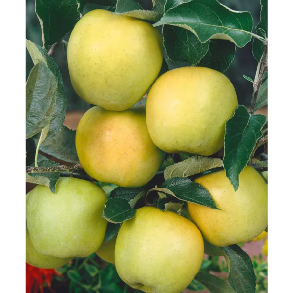 3 Ft. Golden Delicious Apple Tree with Honeyed Sweet Light Gold Fruit - Image 2