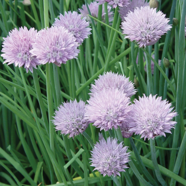 Organic Common Chives Herb Seed, 1-Pack - Image 4