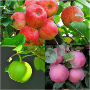 3-In-1 Apple Jubilee Tree Bare Root