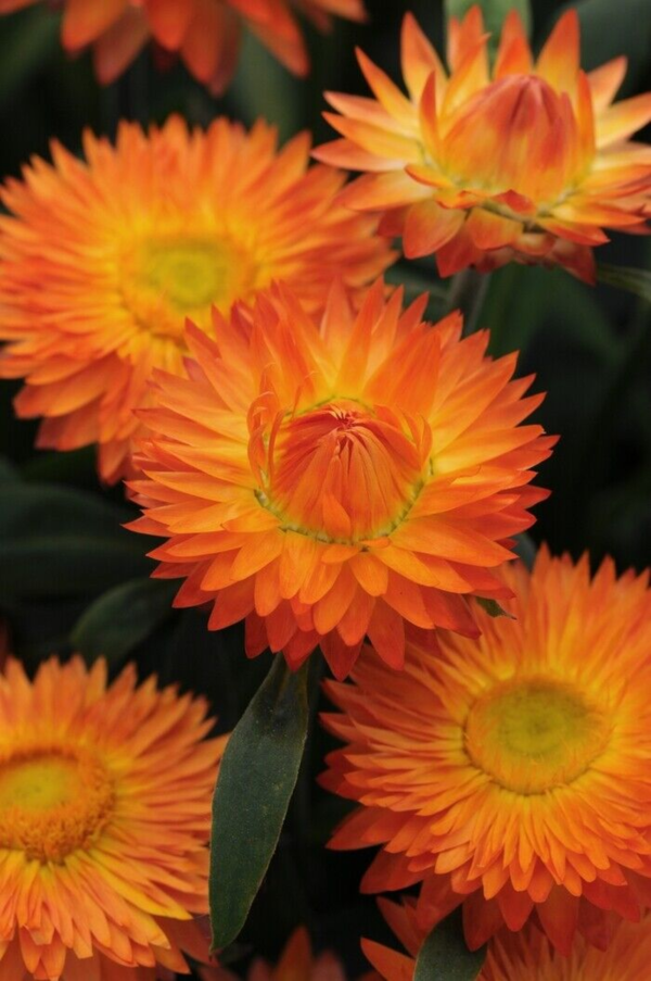 Flower Seeds - Non GMO -Variety Packs -Fresh -USA Grown Seeds - Image 85