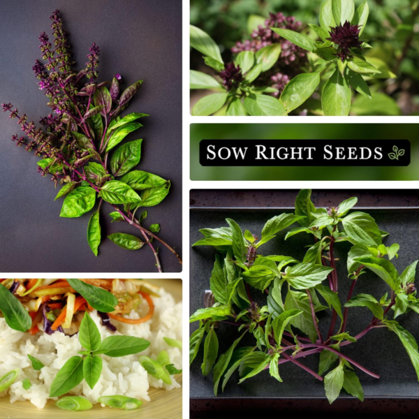 - Sweet Large Leaf Thai Basil Seed for Planting - Non-Gmo Heirloom Packet with Instructions to Plant a Kitchen Herb Garden - Indoors or Outdoor - Great for Hydroponic Growing (1) - Image 4